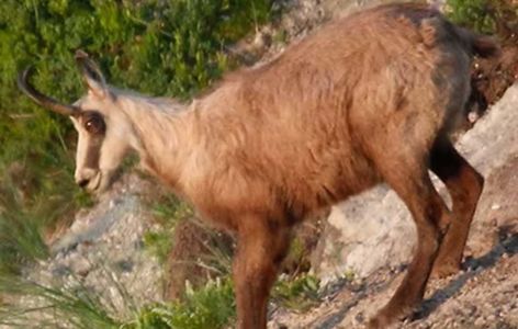 La faune de montagne, randonnée accompagnée_Super-Besse
