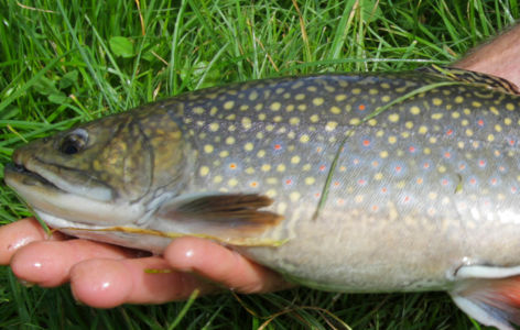 Site de pêche du plan d'eau du Pré Cohadon à Murat le Quaire_Murat-le-Quaire