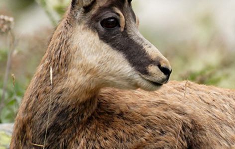 La faune de montagne, randonnée accompagnée_Super-Besse
