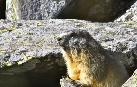 Les marmottes de Chambourguet