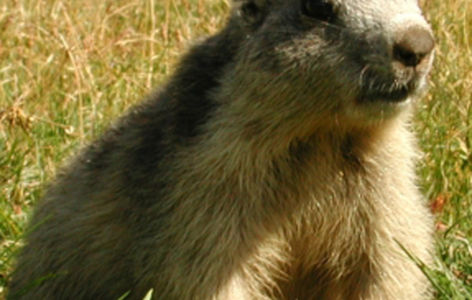 La faune de montagne