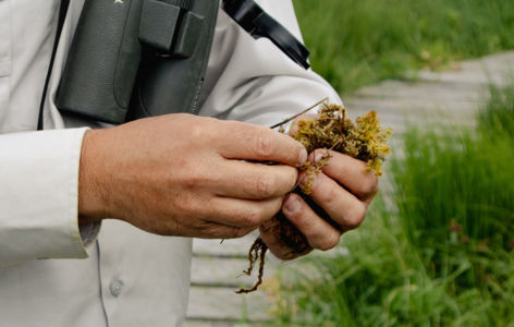 Les fleurs de nos montagnes, randonnée accompagnée_La Bourboule