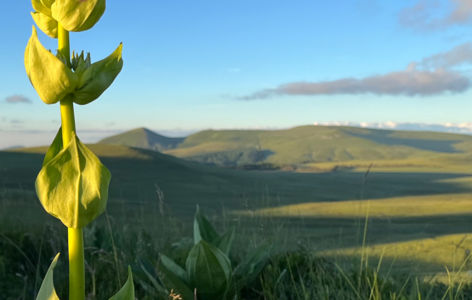 Les fleurs de nos montagnes, randonnée accompagnée_La Bourboule