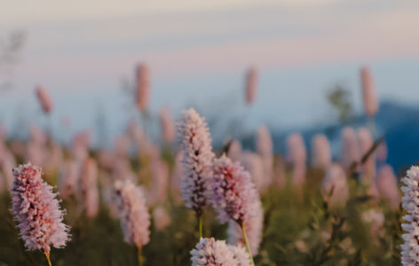 Les fleurs de nos montagnes, randonnée accompagnée_La Bourboule