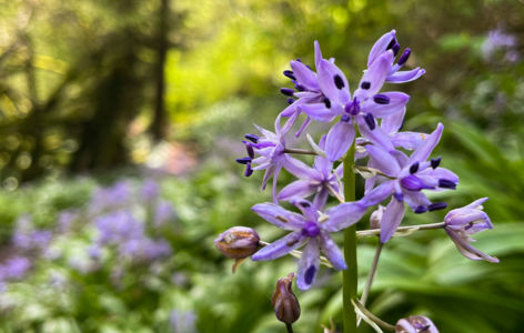 Les fleurs de nos montagnes, randonnée accompagnée_La Bourboule