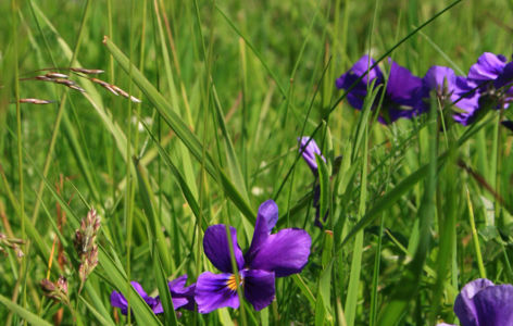 Les fleurs de nos montagnes, randonnée accompagnée_La Bourboule