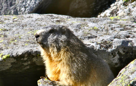 La faune de montagne, randonnée accompagnée_Super-Besse