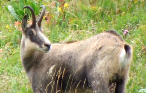 La faune de montagne, randonnée accompagnée_Super-Besse