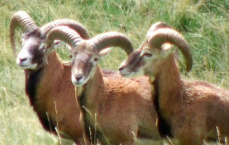 Les volcans d'Auvergne et leurs animaux sauvages