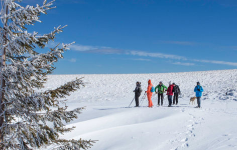 Sancy nature sauvage : randonnée accompagnée 