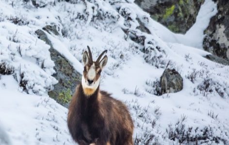 Balade raquettes & chamois au pied du Sancy_Mont-Dore