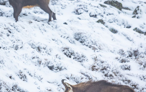 Balade raquettes & chamois au pied du Sancy_Mont-Dore