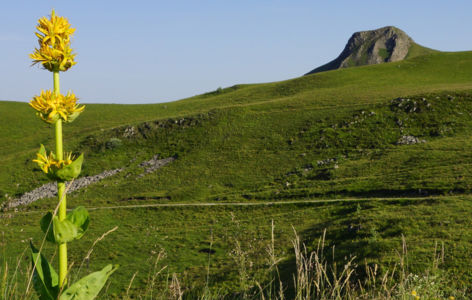 Découverte du volcanisme à la Banne d'Ordanche avec un volcanologue_Murat-le-Quaire