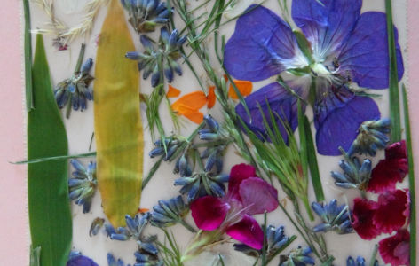 Balade herbier nature