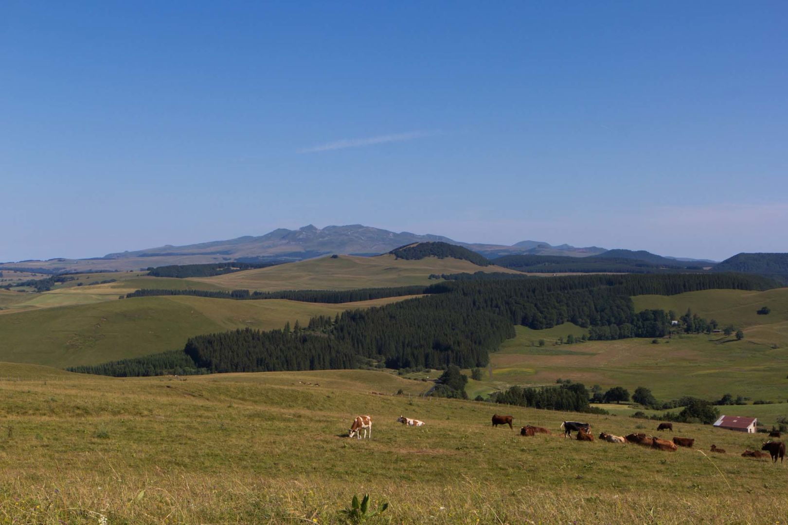 Le Tour des Vaches Rouges - Cézallier - Massif du Sancy