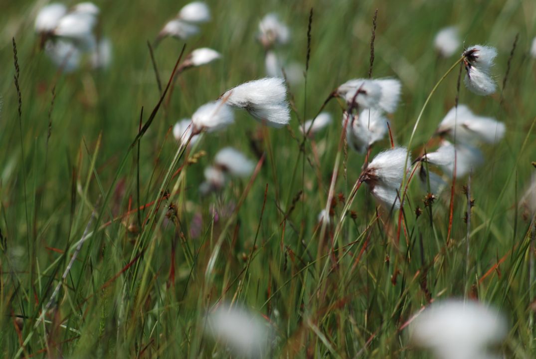 Des lignaigrettes sous le vent dans la Réserve de La Godivelle