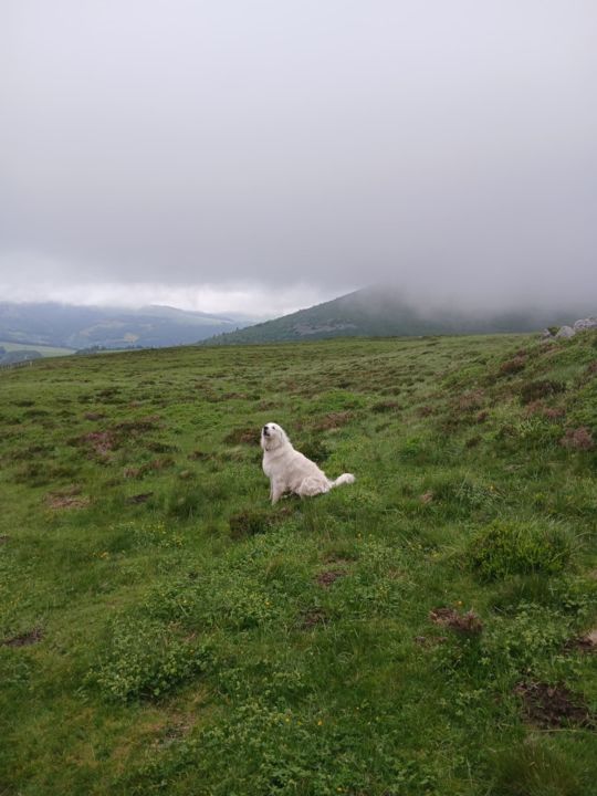 Le patou, chien de protection des troupeaux