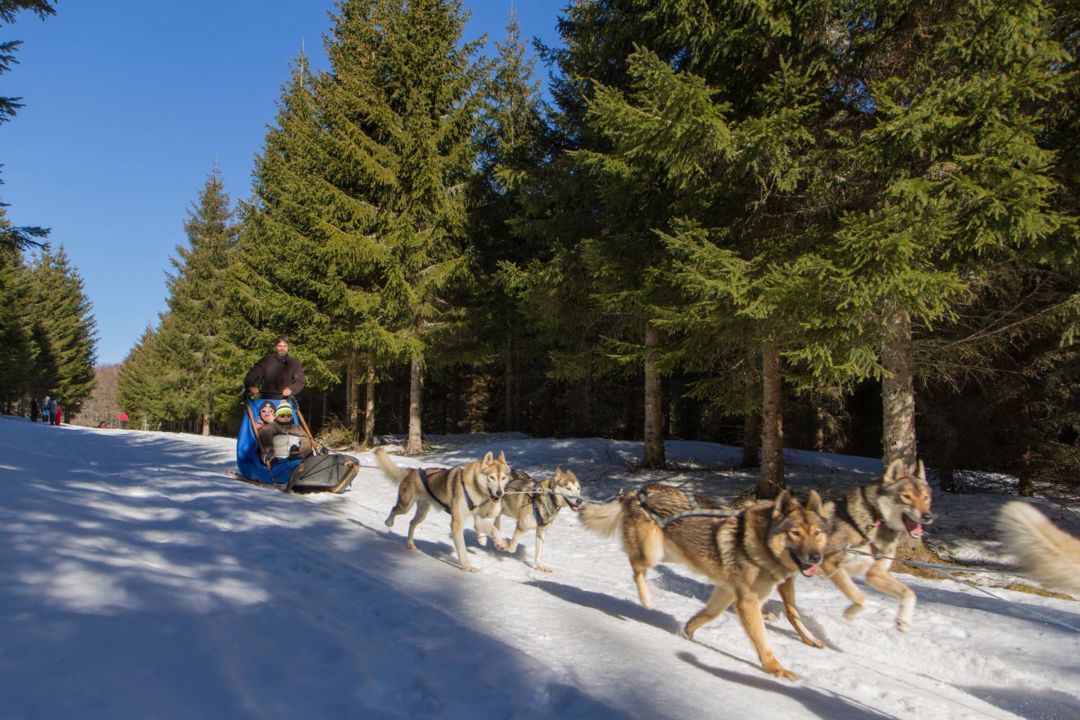 Dog sledding in Super-Besse