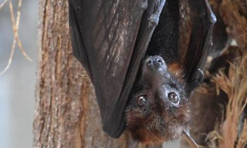 La nuit des chauves-souris