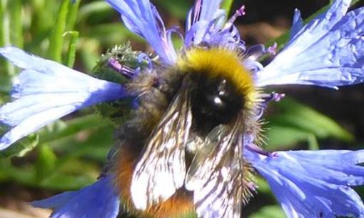 Les rendez-vous au jardin : découvrir la diversité floristique du Sancy
