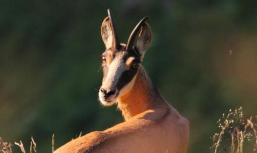 Sur les traces des mouflons et marmottes, randonnée accompagnée