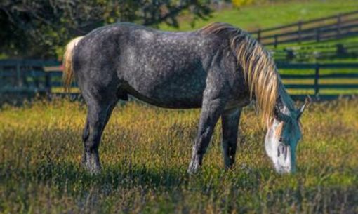 Concours inter-régional percheron