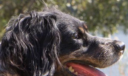 Randonnée accompagnée spéciale chiens