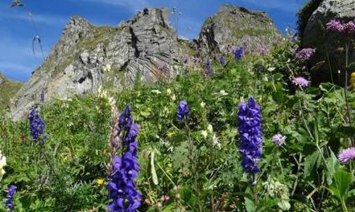 Sortie nature : Flore d'altitude