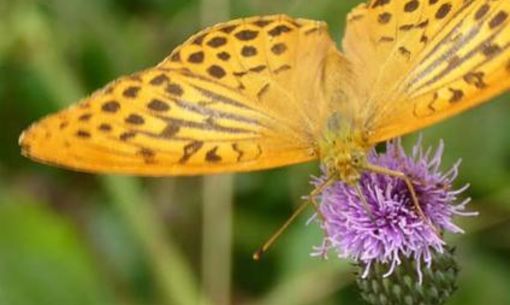 Les rendez-vous au jardin : insectes et pollinisation