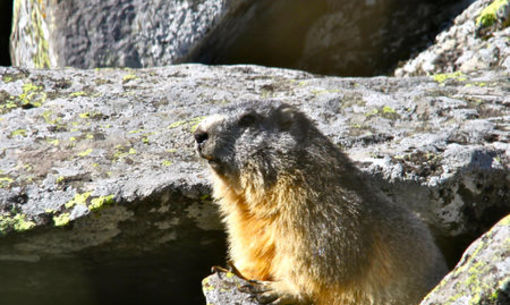 Visite aux marmottes, randonnée accompagnée