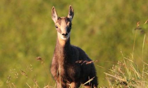 Fleurs de nos montagnes, chamois et marmottes, randonnée accompagnée