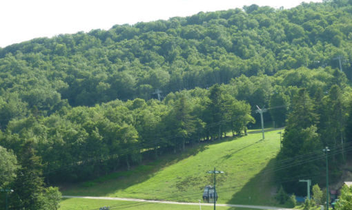 Résidence la Foret - n°46
