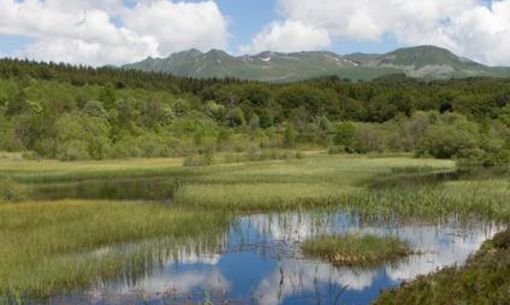 Randonnée aux plantes carnivores