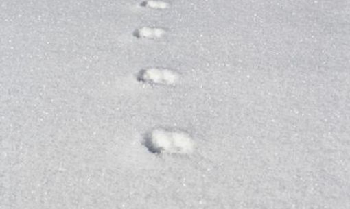 Animaux des grands froids au Mont-Dore, randonnée accompagnée