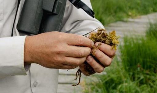 Les fleurs de nos montagnes, randonnée accompagnée