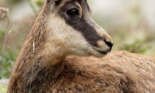 La faune de montagne, randonnée accompagnée