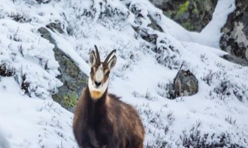 Balade raquettes & chamois au pied du Sancy