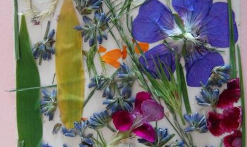 Balade nature herbier