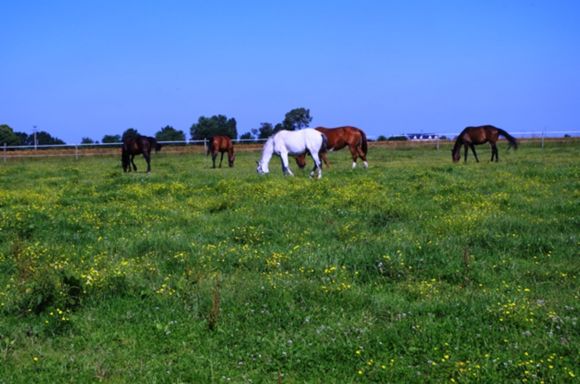 centre-equestre-marcilly-en-villette-chevaux