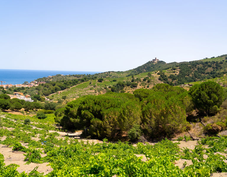 Saint-Cyprien, 