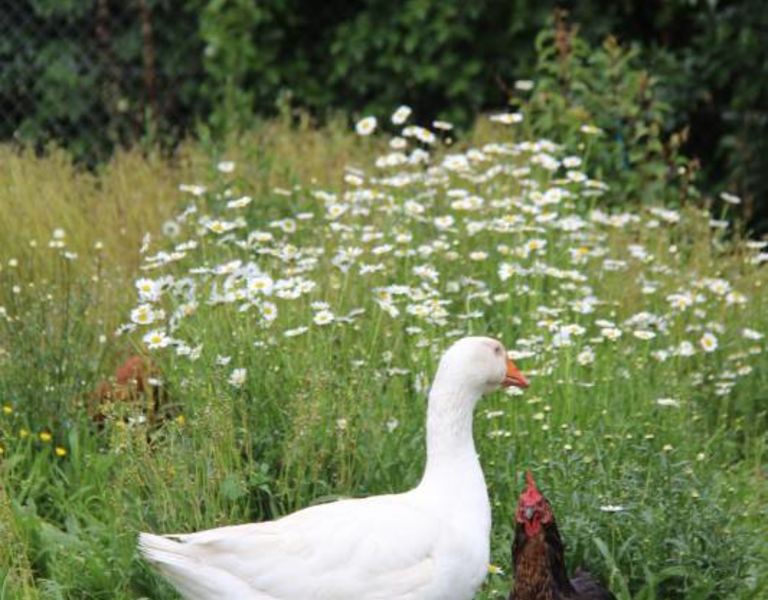 Animaux, 