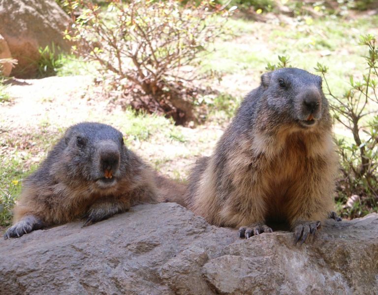 Marmottes, 